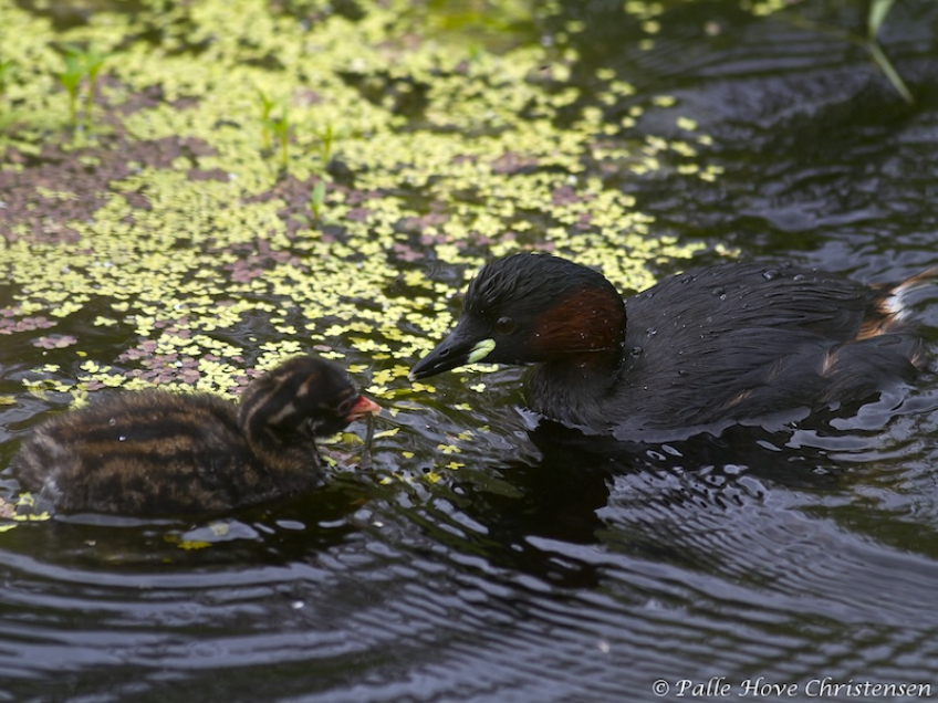 Lille Lappedykker, Hegnsvej, Lille Vildmose, Juni 2011