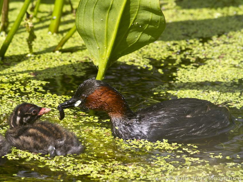 Lille Lappedykker, Hegnsvej, Lille Vildmose, Juni 2011