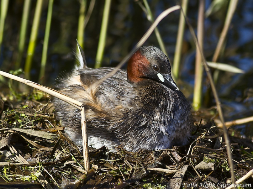 Lille Lappedykker, Hegnsvej, Lille Vildmose, Maj 2011
