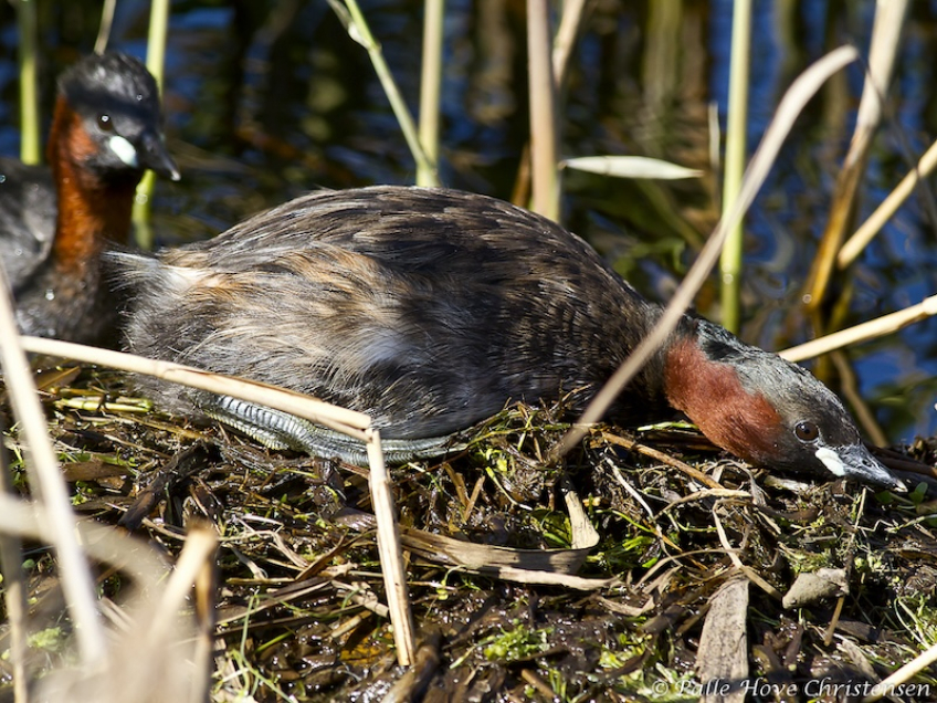 Lille Lappedykker, Hegnsvej, Lille Vildmose, Maj 2011