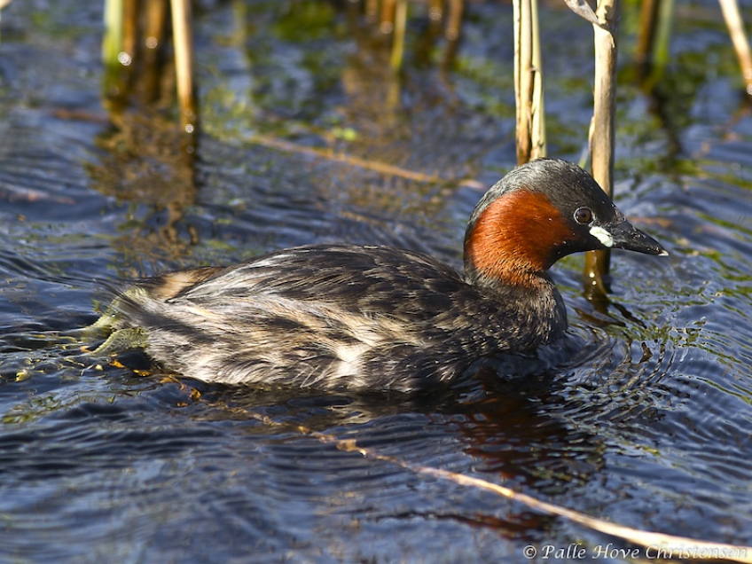 Lille Lappedykker, Hegnsvej, Lille Vildmose, Maj 2011