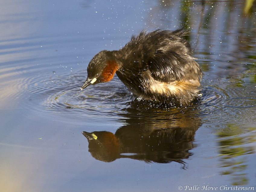 Lille Lappedykker, Hegnsvej, Lille Vildmose, Maj 2011