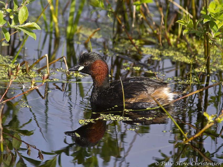 Lille Lappedykker, Hegnsvej, Lille Vildmose, Maj 2011
