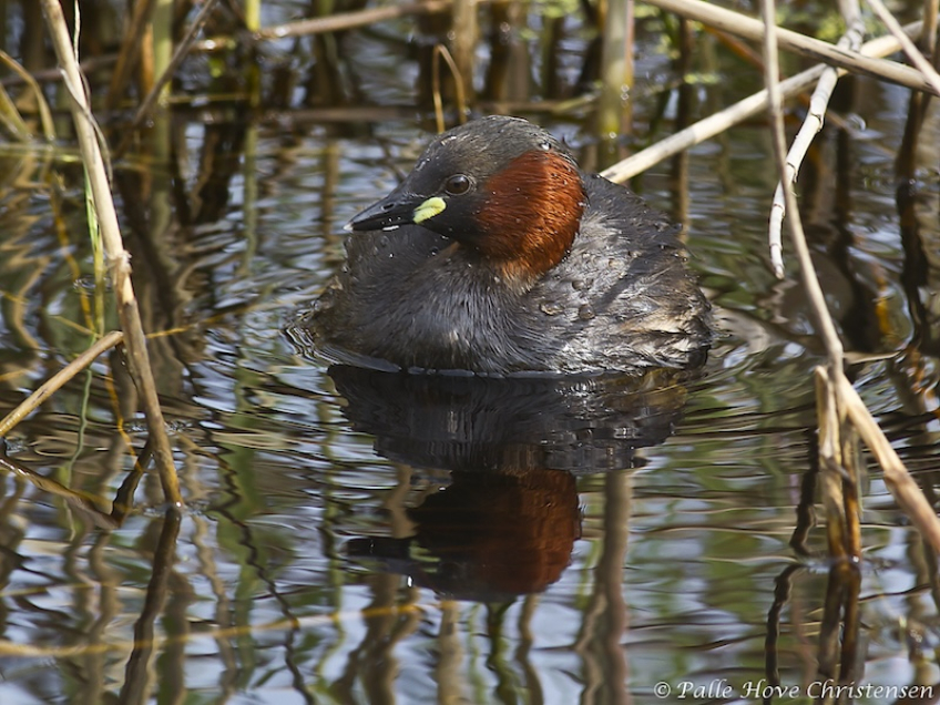 Lille Lappedykker, Hegnsvej, Lille Vildmose, Maj 2011