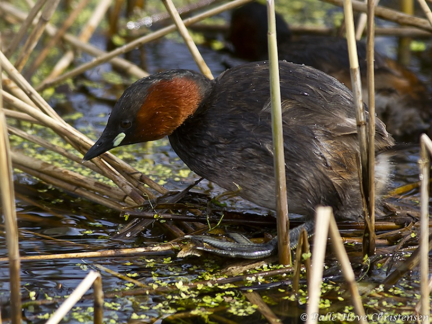 Lille Lappedykker, Hegnsvej, Lille Vildmose, Maj 2011