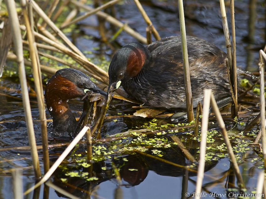 Lille Lappedykker, Hegnsvej, Lille Vildmose, Maj 2011