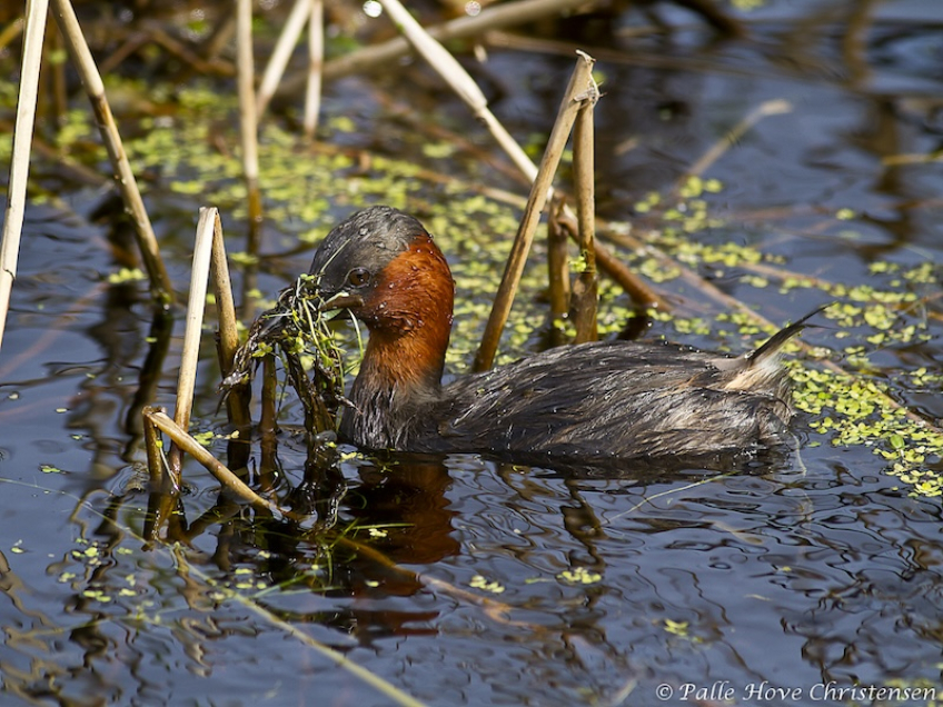 Lille Lappedykker, Hegnsvej, Lille Vildmose, Maj 2011
