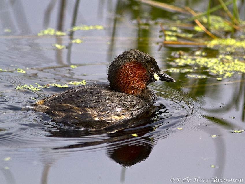 Lille Lappedykker, Hegnsvej, Lille Vildmose, Maj 2011