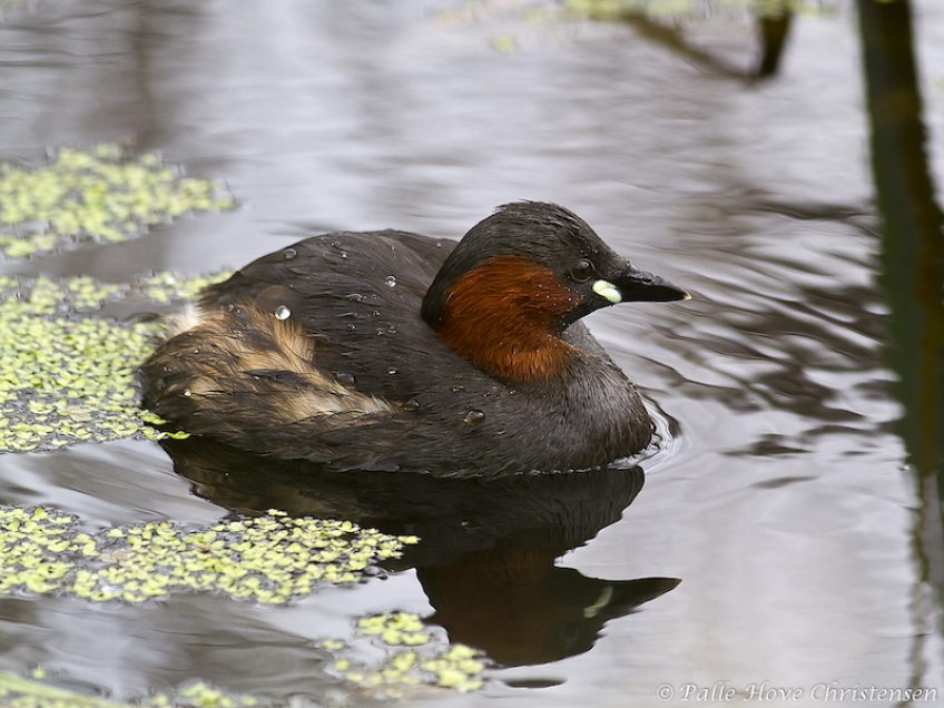 Lille Lappedykker - Hegnsvej - Maj 2011