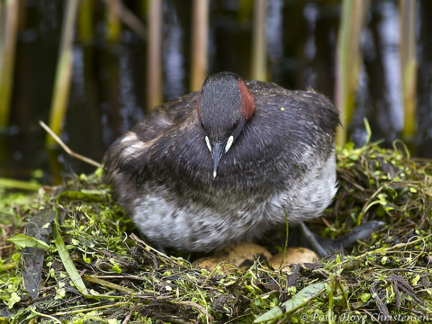 Lille Lappedykker, Hegnsvej, Lille Vildmose, Maj 2011