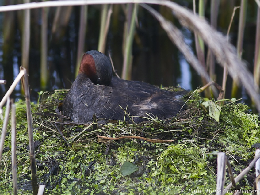 Lille Lappedykker, Hegnsvej, Lille Vildmose, Maj 2011