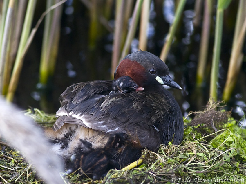 Lille Lappedykker, Hegnsvej, Lille Vildmose, Maj 2011