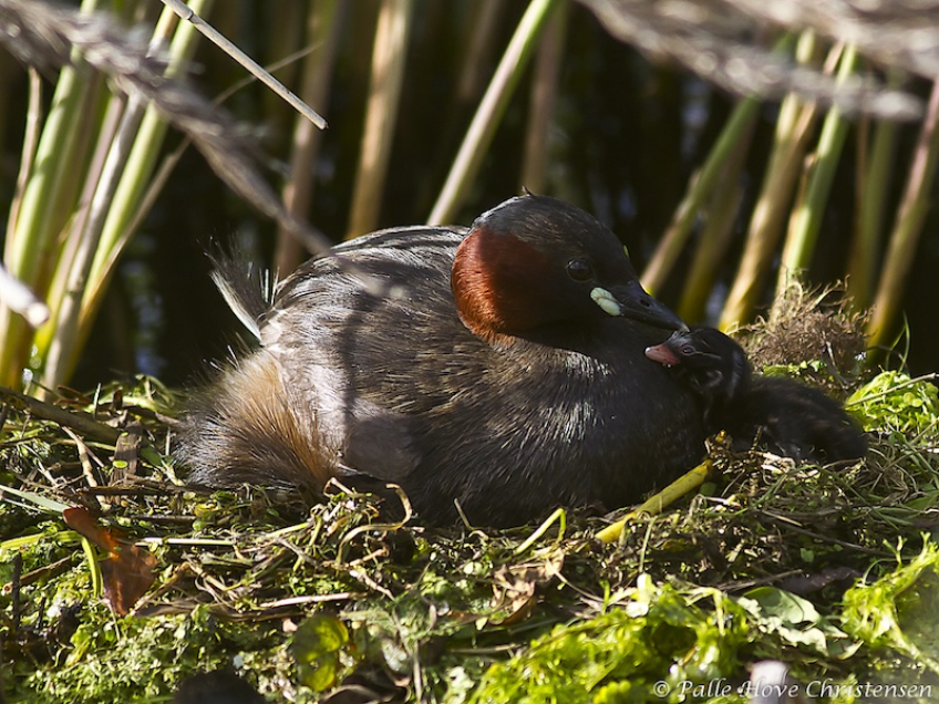 Lille Lappedykker, Hegnsvej, Lille Vildmose, Maj 2011