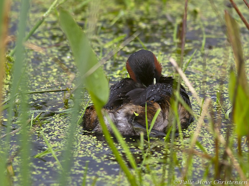 Lille Lappedykker, Hegnsvej, Lille Vildmose, Maj 2011