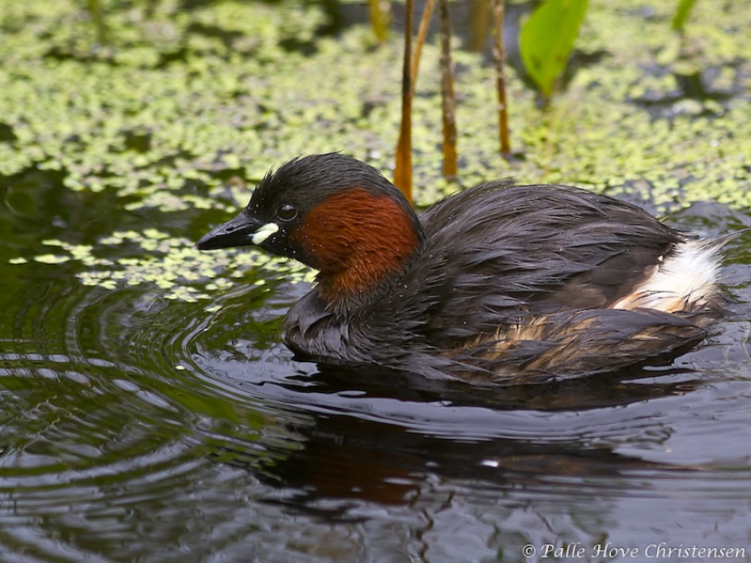 Lille Lappedykker, Hegnsvej, Lille Vildmose, Maj 2011