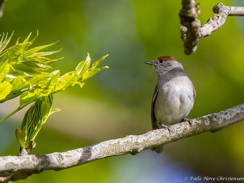 Munk, Vildmosegaard, Lille Vildmose, Maj 2013