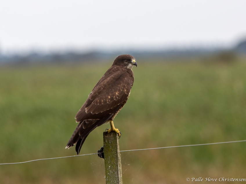 Musvåge, Grønvej, Lille Vildmose, August 2013