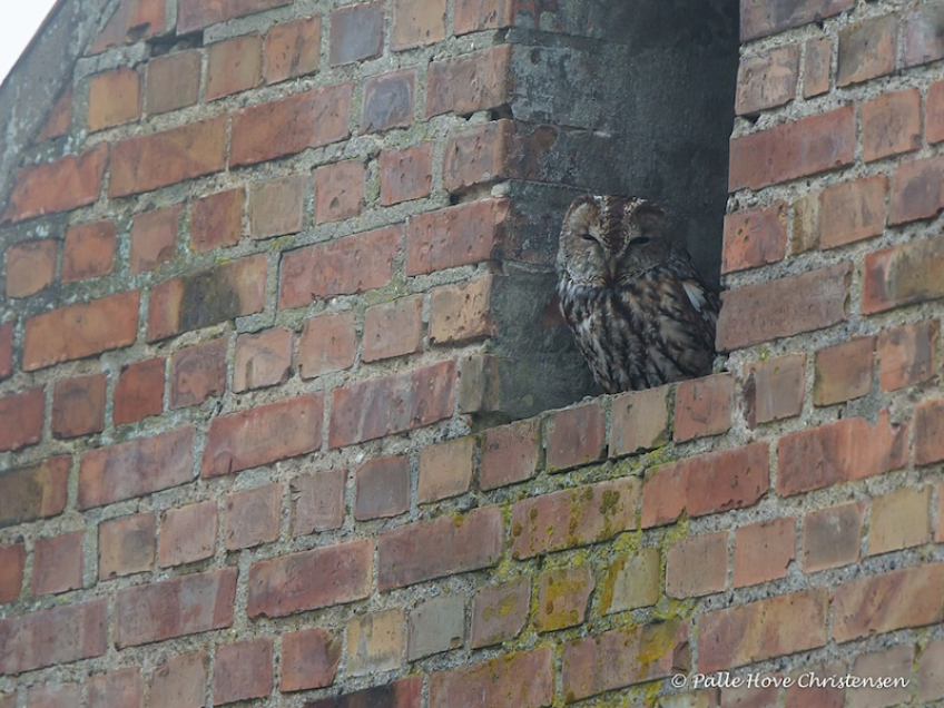 Natugle, Visse, Februar 2015