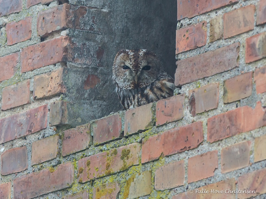 Natugle, Visse, Februar 2015