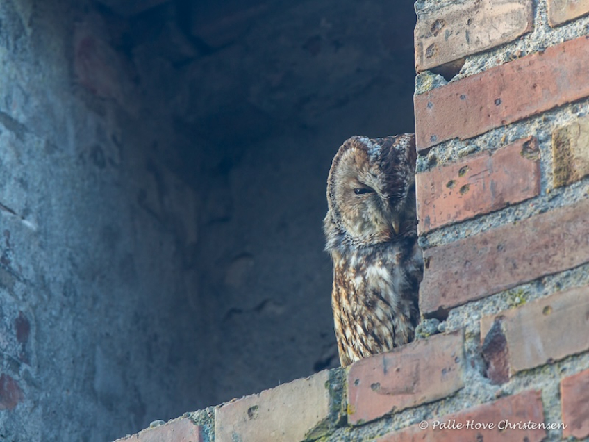 Natugle, Visse, Februar 2015
