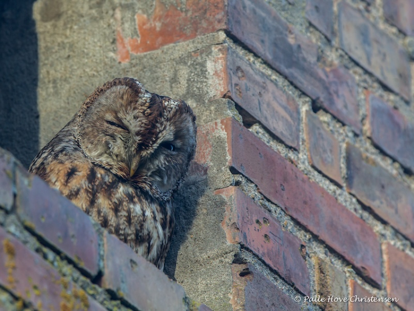 Natugle, Visse, Februar 2015