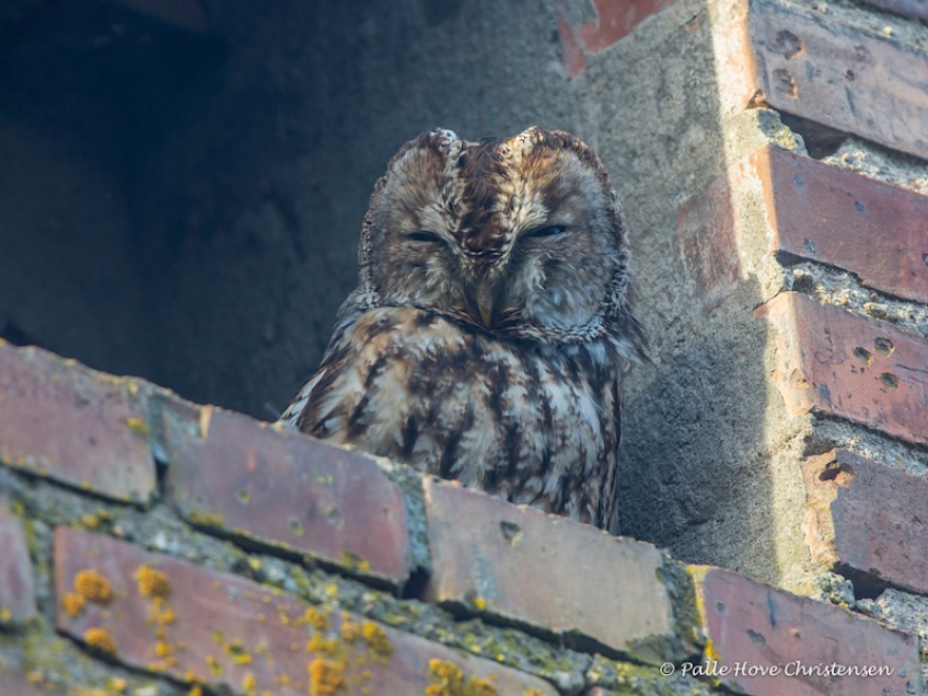 Natugle, Visse, Februar 2015