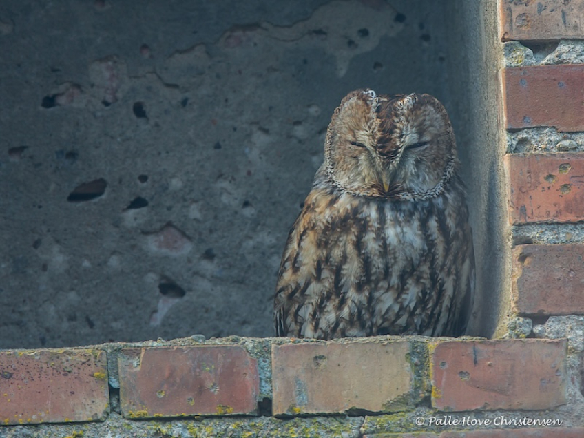 Natugle, Visse, Februar 2015