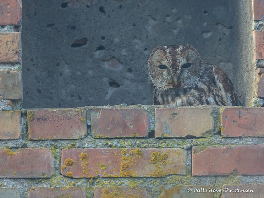 Natugle, Visse, Februar 2015