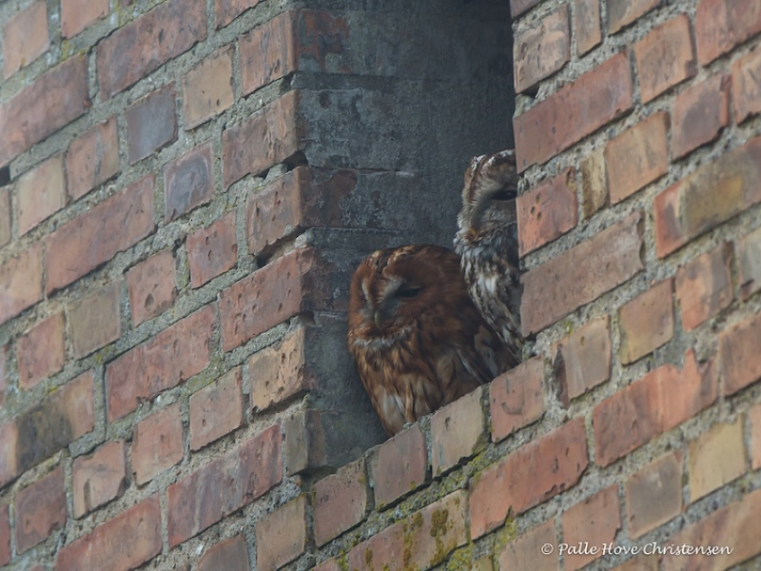 Natugle, Visse, Februar 2015