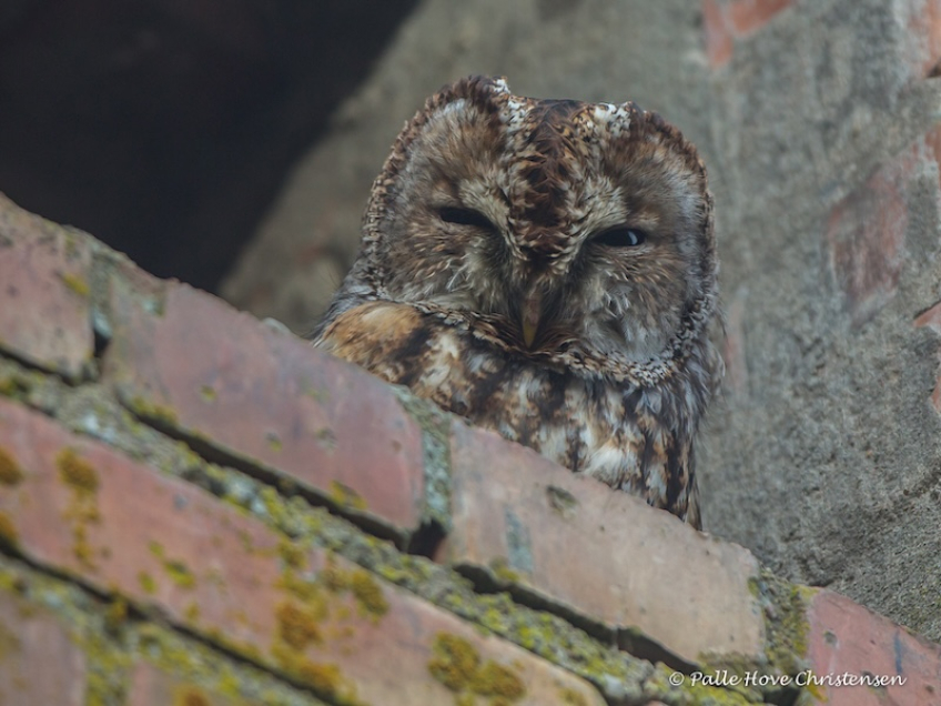 Natugle, Visse, Februar 2015