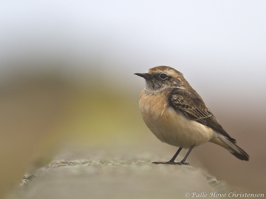 Nonnestenpikker, Strandby, Januar 2012