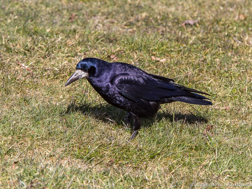 Råge, Gistrup, Marts 2013