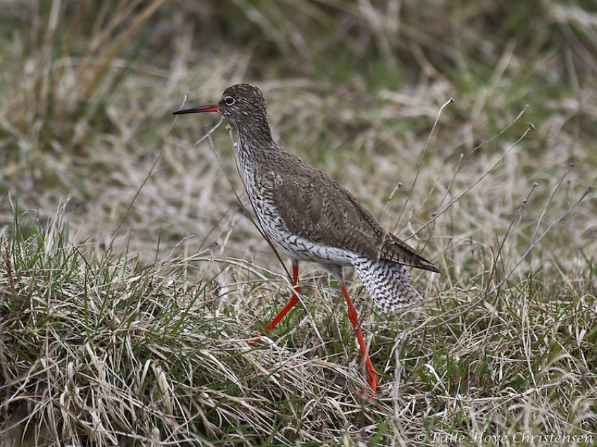 Rødben, Hegnsvej, Lille Vildmose, April 2011