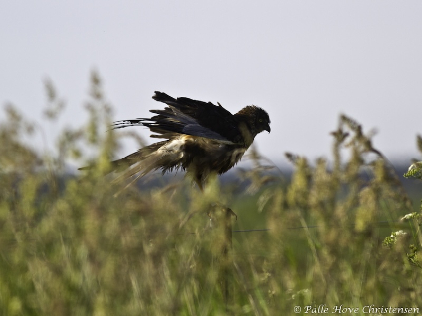 Rørhøg, Grønvej, Lille Vildmose, Juni 2012