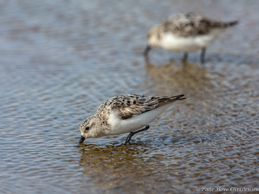Sandløber, Rødhus, August 2013