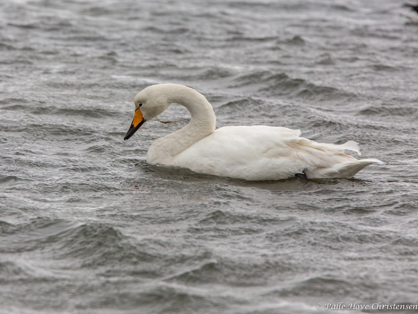 Sangsvane, Egense Færgeleje, Januar 2014