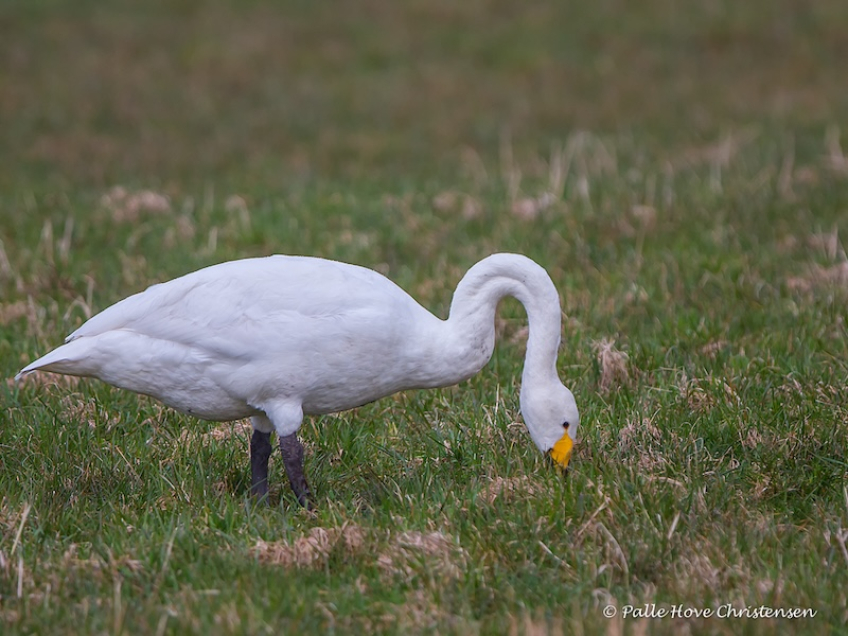 Sangsvane, Møllesøvej, Lille Vildmose, April 2016