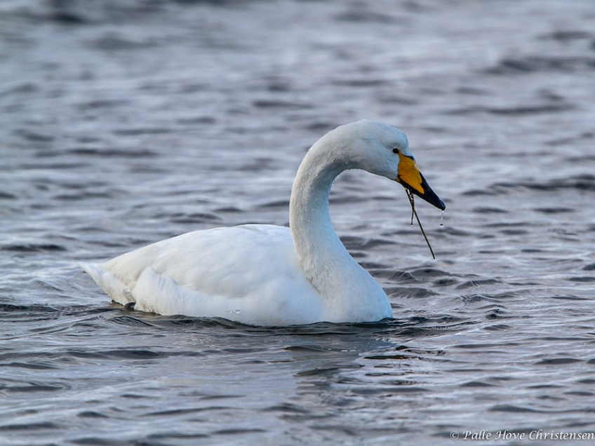 Sangsvane, Egense Færgeleje, Januar 2013