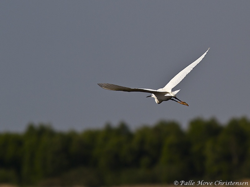 Silkehejre, Hegnsvej, Lille Vildmose, Maj 2011