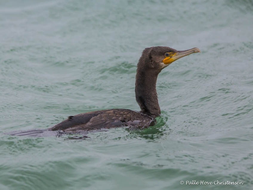 Skarv, Hirtshals havn, August 2016