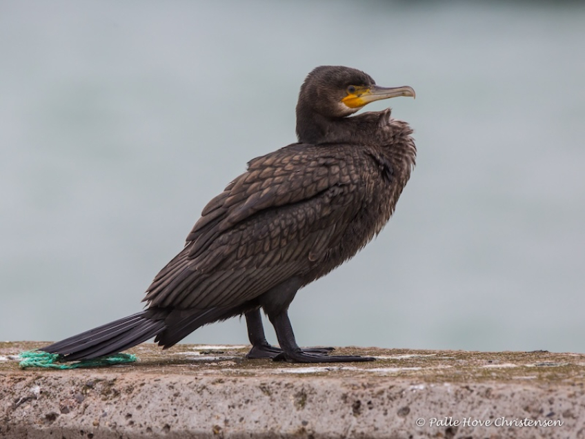 Skarv, Hirtshals havn, August 2016