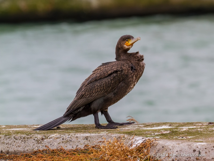 Skarv, Hirtshals havn, August 2016