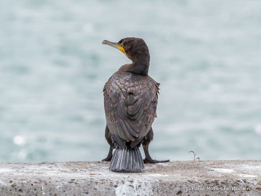 Skarv, Hirtshals havn, August 2016