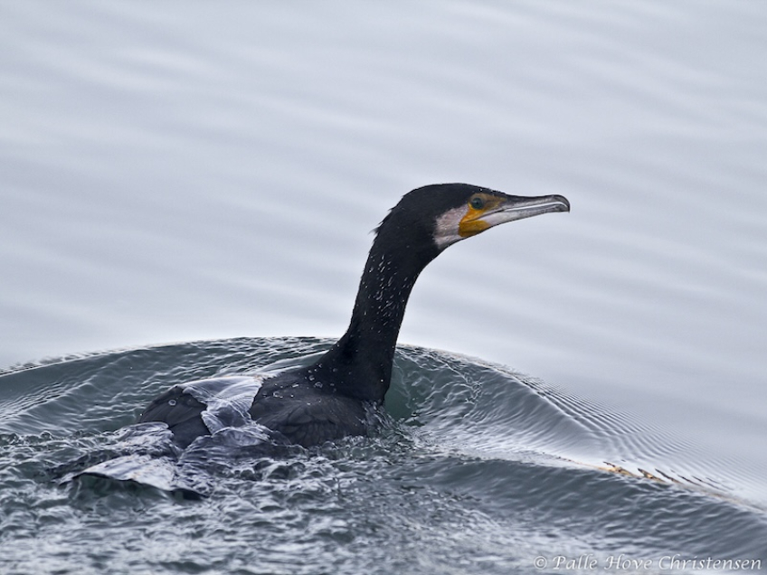 Skarv, Hirtshals Havn, Januar 2012
