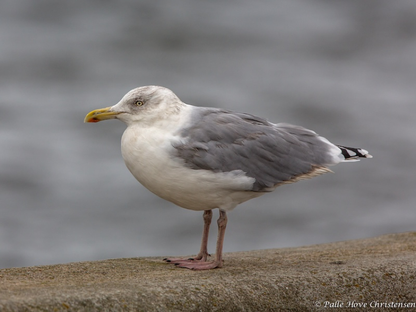 Sølvmåge, Egense Færgeleje, November 2013