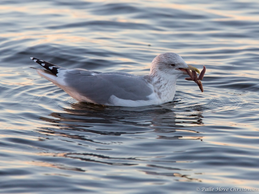 Sølvmåge, Egense Færgeleje, November 2013