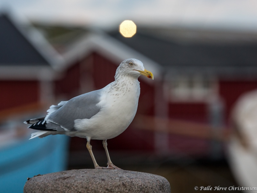 Sølvmåge, Holbæk Havn, December 2013