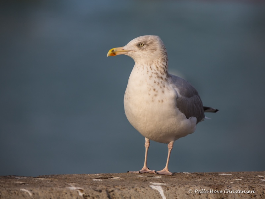 Sølvmåge, Hirtshals, November 2016