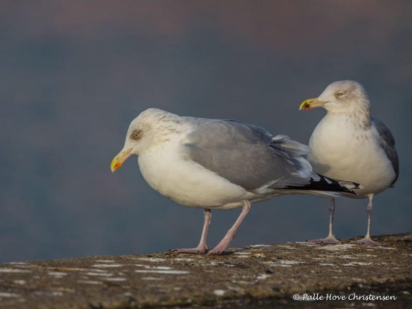 Sølvmåge, Hirtshals, November 2016