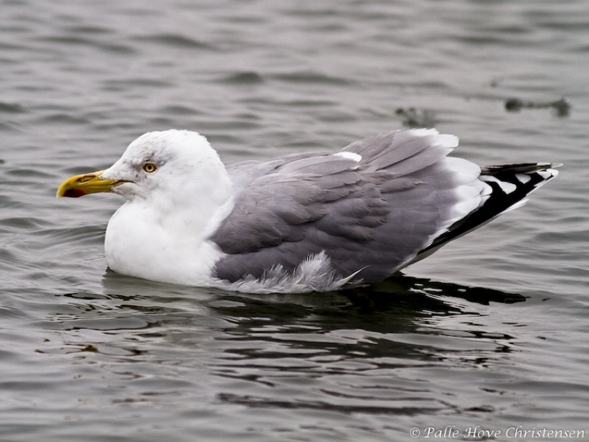 Sølvmåge, Egense Færgeleje, Februar 2011